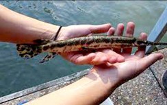 Vì sao tuyệt đối không được ăn trứng cá sấu hỏa tiễn?