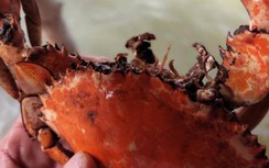 Cà Mau: Xác định nguyên nhân ban đầu khiến cua chết bất thường hàng loạt