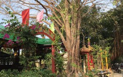 Khởi tố vụ hành hung, lấy nhẫn vàng tại miếu bà Chúa Xứ ở Cà Mau