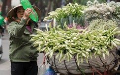 Loa kèn vào vụ, nông dân được mùa được cả giá