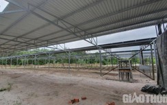 Cận cảnh hàng loạt trang trại xin trồng nấm, dược liệu để bán điện mặt trời