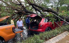 Cây bật gốc trong cơn mưa lớn, đè trúng 2 người ở trung tâm TP.HCM