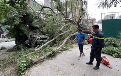 Cây xanh bất ngờ đổ chắn ngang phố, đè trúng một xe ô tô chạy qua