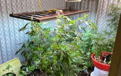 Đối tượng trồng trái phép 50 cây cần sa tại nhà để... sử dụng dần