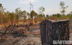 Video: Tan hoang rừng vùng biên giới Ia Mơr