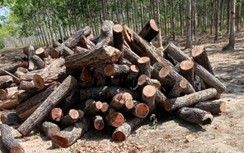 Chủ tịch Gia Lai chỉ đạo điều tra phá rừng sau phản ánh của Báo Giao thông