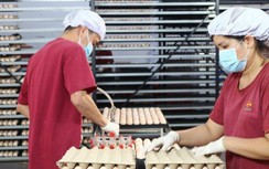 Khánh thành nhà máy ấp trứng công nghệ cao trị giá 200 tỷ tại Tây Ninh