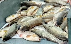 Đình chỉ hoạt động một cơ sở gây ô nhiễm môi trường trên sông Mã