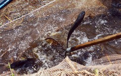 Về xứ U Minh Hạ coi chụp đìa, bắt cá lóc nướng chỉ nhìn thôi đã thèm