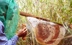 Trải nghiệm độc đáo lội rừng ăn ong lấy mật ở rừng tràm U Minh Hạ