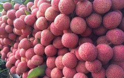 Chính phủ cho phép thương nhân nước ngoài đến Bắc Giang thu mua vải thiều
