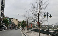 Hải Phòng: Hàng chục cây xanh trên vỉa hè dự án nghìn tỷ chết bất thường
