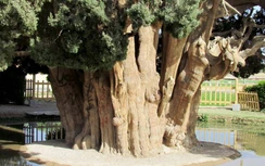 Báu vật sống 4.500 tuổi của Iran, ai cũng ước mơ một lần được chiêm ngưỡng