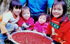 Lý do Quảng Nam đề xuất chương trình quốc gia phát triển Sâm Ngọc Linh?