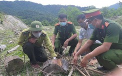 Khởi tố, bắt giam 5 đối tượng phá rừng