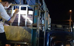 Vi phạm phòng dịch Covid-19, tài xế hai xe chở lợn bị phạt 20 triệu đồng