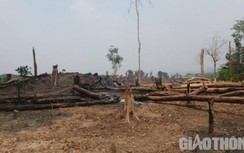 Vì sao Gia Lai làm lại quy hoạch 3 loại rừng?