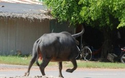 Nổ súng hạ trâu "điên" gây náo loạn một thị trấn ở An Giang