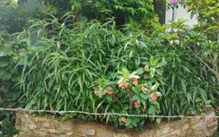 Phát hiện một người dân trồng 117 cây cần sa trong vườn nhà