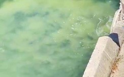 Người dân, cán bộ kêu trời vì cảng cá Quy Nhơn bốc mùi hôi thối nồng nặc