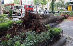 Cây đổ chắn ngang đường Lý Thái Tổ, giao thông tắc nghẽn nhiều giờ