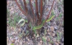 Video nghịch lý: Chuột rừng cắn xé, ăn thịt rắn lục