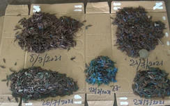 “Đinh tặc” lộng hành khi TP.HCM đang giãn cách XH, gần 100m gom cả kg đinh