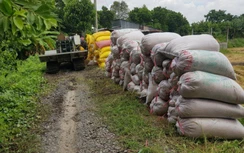 Nông dân An Giang chất lúa đầy đồng vì... thương lái bỏ cọc, "mất tích"