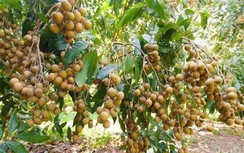 Gần 200 tấn nông sản tồn đọng được lãnh đạo Hậu Giang "giải cứu" thế nào?