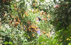 Nông dân miền Tây "khóc ròng" mùa dịch vì...mỗi ngày bỏ thối cả tấn rau quả