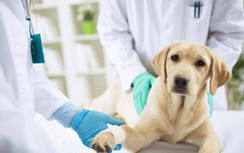 Giảm 50% mức thu phí và lệ phí trong lĩnh vực thú y