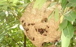 3 trẻ trèo hái nhãn bị ong vò vẽ đốt, bé gái 6 tuổi tử vong