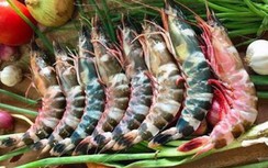 Tôm có dấu hiệu này đừng xem là bình thường, ăn vào hại thân, sinh bệnh