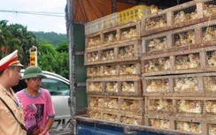 Phát hiện chủng cúm gia cầm có thể lây sang người, Bộ NN&PTNT chỉ đạo khẩn