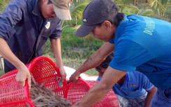 Giữa bão dịch, giá tôm, thịt lợn, gia cầm, hoa quả... đều rớt “thảm”