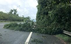 Nhiều cây lớn đổ, chắn ngang Đại lộ Thăng Long