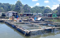 Hải Phòng: Tháo dỡ lồng bè, dân lo ế 6.000 tấn thủy sản