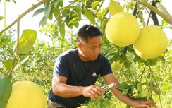 Bưởi Phúc Trạch chín vàng, địa phương gỡ khó cho chủ vườn