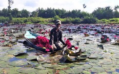 Sóc Trăng: Hàng tấn cá, bông súng, nông dân không bán mà... mang tặng