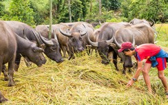 Chuyện ghi ở một ngôi làng Hrê ở Kon Tum không còn hộ nghèo