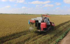 Lúa đã quá hạn thu hoạch, Bạc Liêu đề nghị hỗ trợ gấp