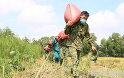 Bộ đội xắn tay giúp nông dân gặt lúa trong "bão" Covid-19