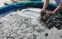 Nam công nhân Tập đoàn Thủy sản dương tính SARS-CoV-2, cách ly 82 F1, F2