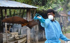Bùng phát bệnh do virus Nipah cực kỳ nguy hiểm gây ra