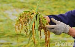 Nông dân Đà Nẵng bật khóc nhìn lúa chín nảy mầm ngay trong ruộng