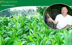 E-magazine: Cánh đồng lá cigar của vị tướng công an