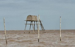 Hải Phòng yêu cầu các hộ nuôi ngao trả lại mặt bằng mỏ cát cho doanh nghiệp