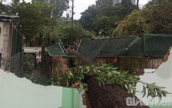 Cây cổ thụ bật gốc đè sập chuồng thú Thảo Cầm Viên, 10 con rái cá bị xổng