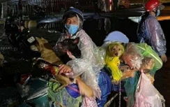 Vì sao 15 con chó của cặp vợ chồng về Cà Mau tránh dịch bị tiêu hủy?