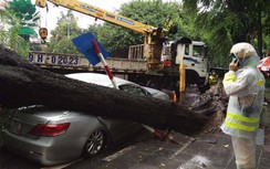 Xe ô tô Camry bẹp rúm, bánh xe phát nổ sau khi bị cây cổ thụ đổ trúng